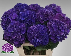 Hydrangea Royal King 60cm 13-15cm Hd