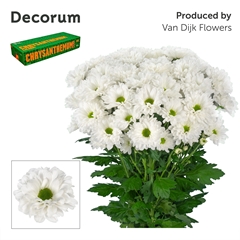 Chrysanth Spray Verlora 70cm 100gr.