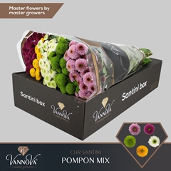 Chrysanth Santini Pompon Mix Per Bunch 55cm 44gr.