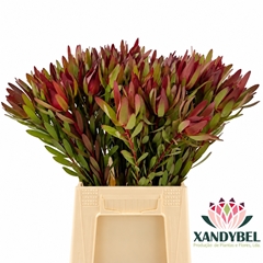 Leucadendron Safari Sunset 50cm