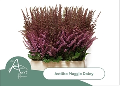 Astilbe Maggie Daley 70cm