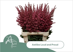 Astilbe Loud And Proud 70cm