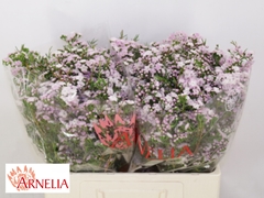 Chamelaucium Dancing Queen 55cm 45gr.