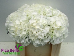 Hydrangea White Verena 50cm 14-16cm Hd