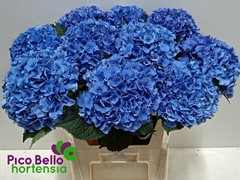 Hydrangea Royal Parade 80cm 20-22cm Hd