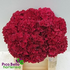 Hydrangea Rubyred 40cm 14-16cm Hd