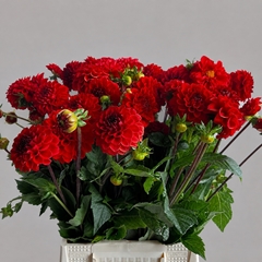 Dahlia Red Cap 50cm