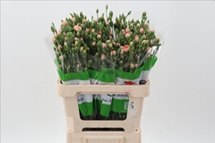 Dianthus Spray Hamada 65cm