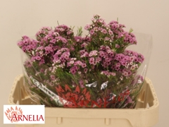 Chamelaucium Giselle 70cm 70gr.