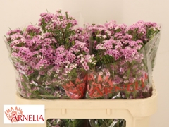 Chamelaucium Giselle 70cm 45gr.