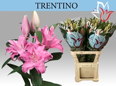Lily Oriental Trentino 85cm 5+