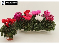 Cyclamen Super Serie Allure 10Ø 21cm