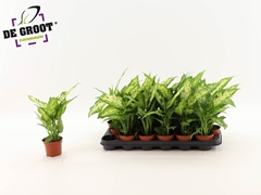 Dieffenbachia Compacta 9Ø 35cm