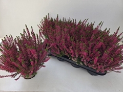 Calluna Garden Girls Franca 12Ø 25cm