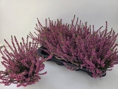 Calluna Garden Girls Rosita 12Ø 24cm
