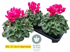 Cyclamen Super Serie Mammoth 17Ø 35cm