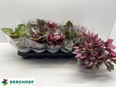 Begonia Leaf Beleaf Mix 12Ø 22cm