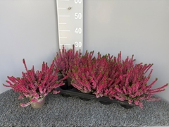 Calluna Garden Girls Mix 11Ø 20cm