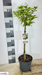 Hydrangea Paniculata 27Ø 110cm