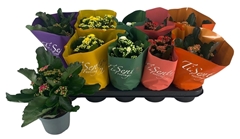 Kalanchoe Double Mix 12Ø 25cm
