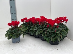 Cyclamen Mini Super Serie Verano 10Ø 23cm