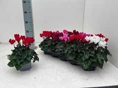 Cyclamen Mini Super Serie Verano 10Ø 23cm