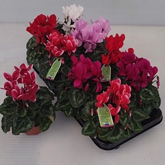 Cyclamen Super Serie Allure 10Ø 27cm