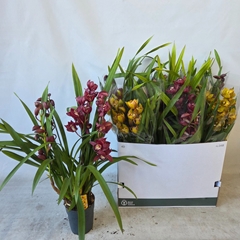 Cymbidium Mixed 14Ø 80cm 4st
