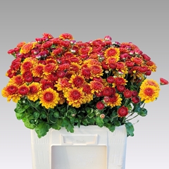 Chrysanth Spray Wendy 65cm 80gr.