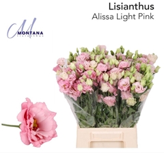 Eustoma Double Alissa Light Pink 45cm