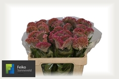 Celosia Reprise Rose 55cm