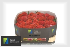 Celosia Reprise Orange 72cm