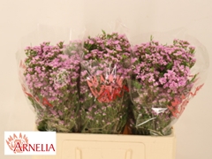Chamelaucium Pirouette 55cm 25gr.