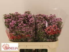 Chamelaucium Pirouette 70cm 45gr.