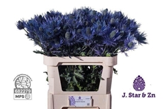 Eryngium Alpinum 75cm