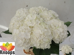 Hydrangea White Verena 80cm 21-23cm Hd