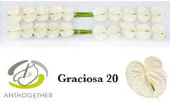 Anthurium Graciosa 9cm Hd