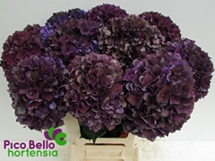 Hydrangea Rubyred 80cm 20-22cm Hd