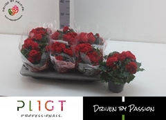 Begonia Double Halo 14Ø 28cm