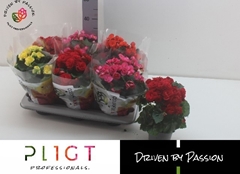 Begonia Double Mix 14Ø 35cm
