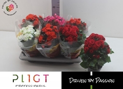Begonia Double Mix 14Ø 40cm