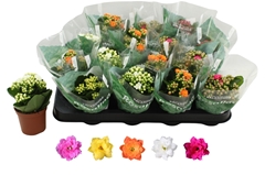 Kalanchoe Double Rosaline Mix 7Ø 15cm