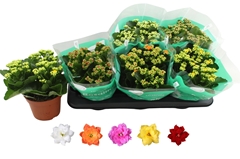 Kalanchoe Double Rosaline Mix 15Ø 25cm