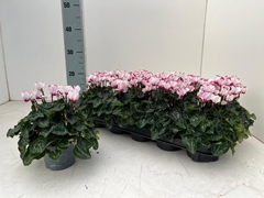 Cyclamen Mini Super Serie Verano 10Ø 23cm