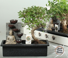 Bonsai Mix 29Ø 30cm