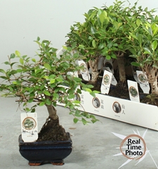 Bonsai Mix 12Ø 20cm