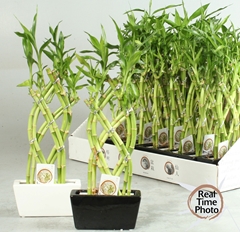 Dracaena Lucky Bamboo 14Ø 30cm