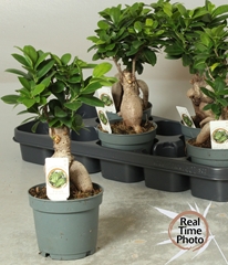 Ficus Microcarpa Ginseng 12Ø 30cm