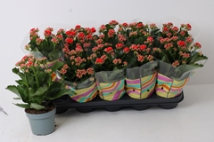 Kalanchoe Double Perfecta Red 12Ø 27cm