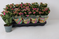 Kalanchoe Double Perfecta Purple 12Ø 27cm